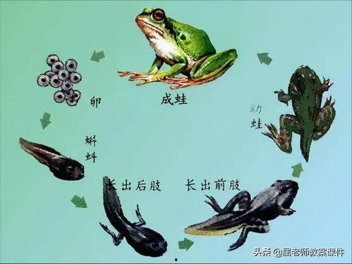 蝌蚪在线播放在线观看,尽享视听盛宴